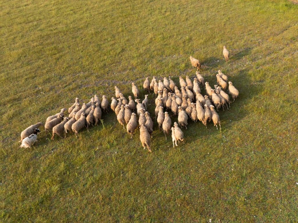 DJI_0355