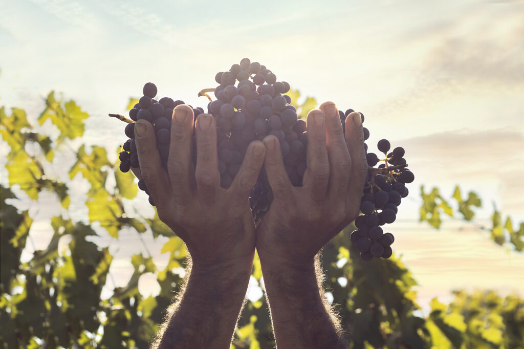 servizio fotografico vendemmia