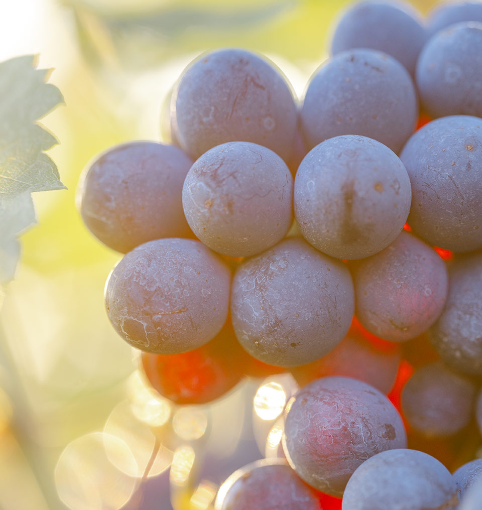 Spot agenzia di comunicazione per vinicole