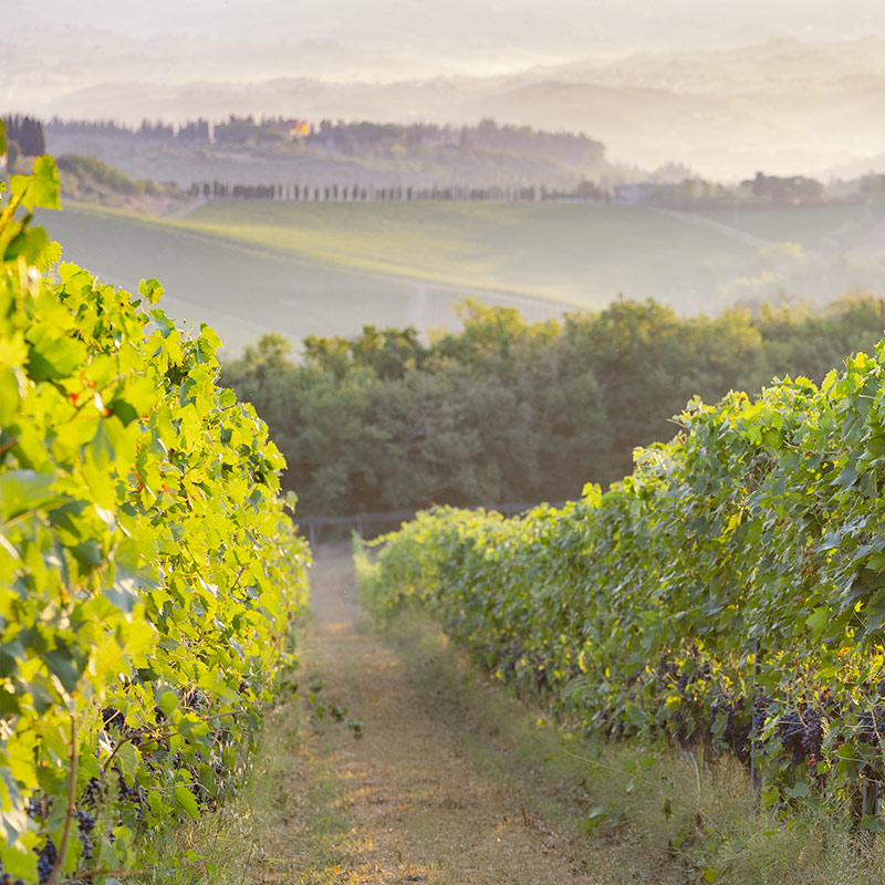 foto per vigne e vendemmia a siena