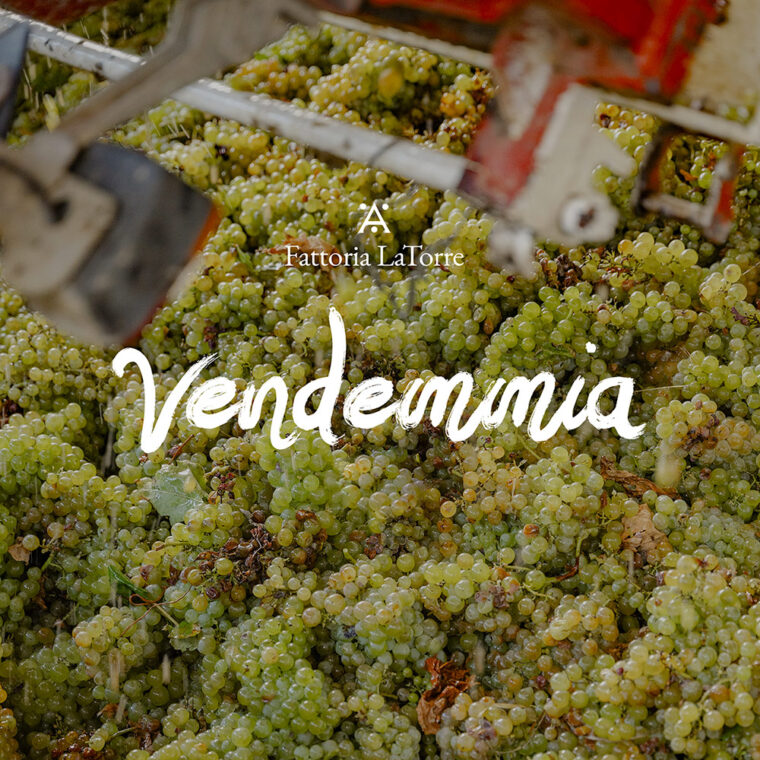 servizio fotografico vendemmia firenze